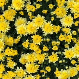 Meet your Posher, Maheylah